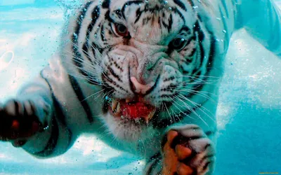Картина на холсте \"Белый тигр в воде\"