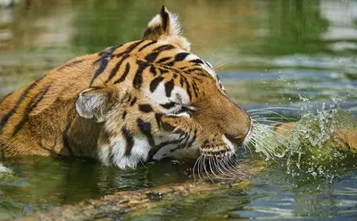 Крупным планом красивый тигр в воде опасный хищник в естественной среде  обитания цифровое искусство | Премиум Фото