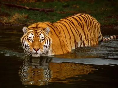 Вышивка DMC BK1151 Tiger Pool Тигр в воде купить в Минске, Беларуси с  доставкой
