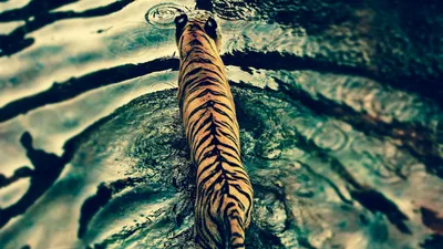Белый тигр в воде стоковое фото. изображение насчитывающей мужчина -  156254090