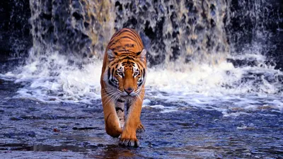 Тигр бежит в воде стоковое фото ©OndrejProsicky 158681658