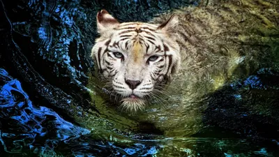 Картина по номерам на холсте 40х50 40 x 50 на подрамнике \"Тигр прыгает в  воду\" DVEKARTINKI - купить с доставкой по выгодным ценам в  интернет-магазине OZON (941592260)