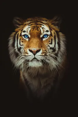 Исключительная фотка тигра с голубыми глазами: насладитесь его грацией и  силой | Тигр с голубыми глазами Фото №518290 скачать