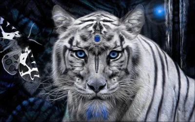 Белый Тигр С Голубыми Глазами — стоковые фотографии и другие картинки  Чёрно-белый - Чёрно-белый, Лев, Глаз - iStock