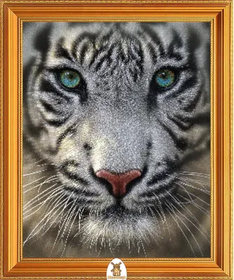 Тигр с голубыми глазами - 78 фото