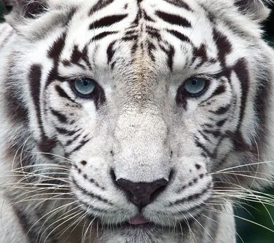 Тигр с голубыми глазами, мужская тату на плече - фото татуировок | Tiger  tattoo, Tiger tattoo sleeve, Tiger tattoo design