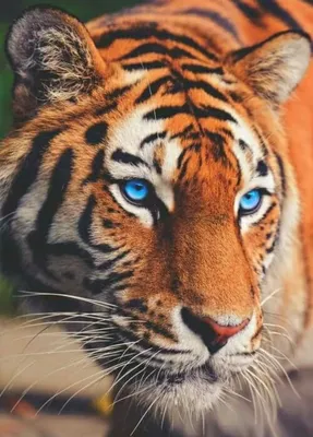 Увлекательная фотография тигра с голубыми глазами: пусть эта красота  украсит вашу стену | Тигр с голубыми глазами Фото №518294 скачать
