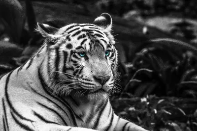 Тигр с голубыми глазами фото фотографии