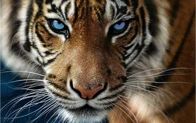 Тигр с голубыми глазами (Ирина Тараканова) / Стихи.ру