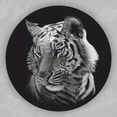 Тигр с голубыми глазами на голубом фоне | Премиум Фото