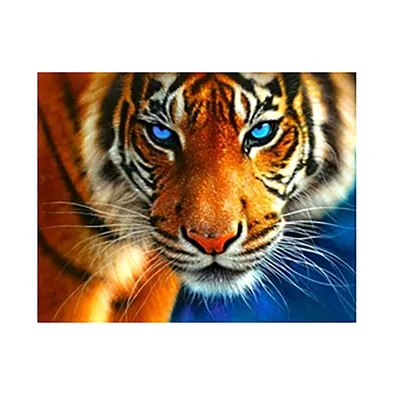 Тигр с голубыми глазами - красивые фото