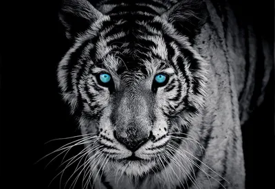 Виниловая наклейка \"Тигр с голубыми глазами\"