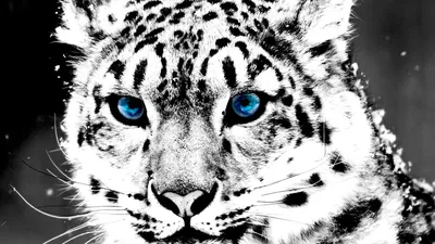 Белый тигр с голубыми глазами - 69 фото