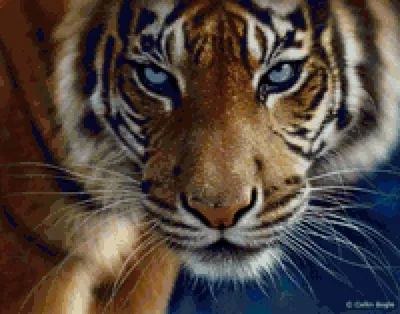 Амурский тигр с голубыми глазами в…» — создано в Шедевруме
