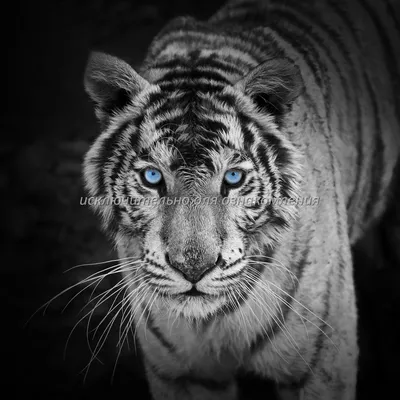 Добрый черный тигр с голубыми …» — создано в Шедевруме