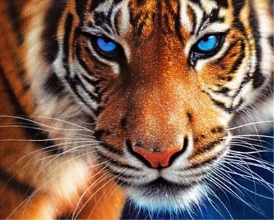 ᐉ Алмазная мозаика SHLab Тигр с Голубыми Глазами SH-18150 30x20 см полная  выкладка (18150)