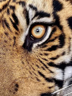 Тигр с голубыми глазами» — создано в Шедевруме