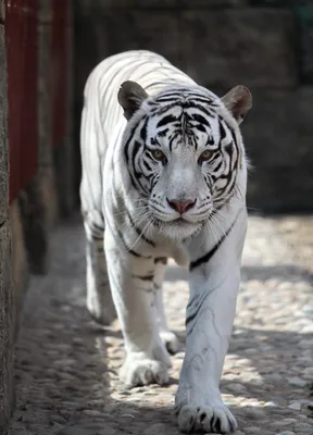 Фотообои 368х254 см Животные Черно-белый тигр с голубыми глазами  (153P8)+клей (ID#669597974), цена: 1400 ₴, купить на Prom.ua