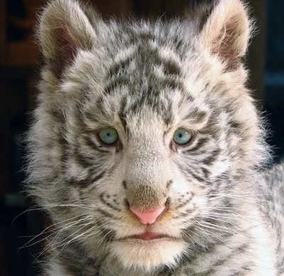 Алмазная фея Алмазная мозаика животные, Тигр с голубыми глазами