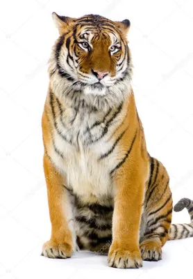 Тигр сидит фото 