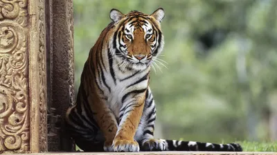 Красивый тигр сидит на траве Стоковое Изображение - изображение  насчитывающей охотник, головка: 120018663