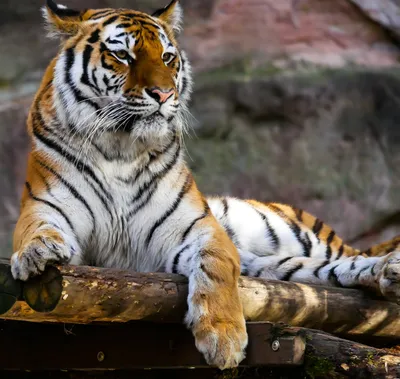 Скачать - Заседание тигра — стоковое изображение | Tiger illustration,  Sumatran tiger, Wild animals pictures