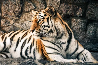 Сидящий белый бенгальский тигр стоковое фото ©photomaru 190475036