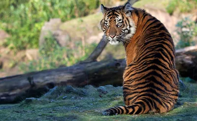 Тигр сидит и смотрит даль зимой …» — создано в Шедевруме