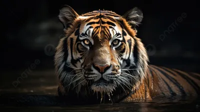 Тигр сидит, глядя в клетку стоковое изображение. изображение насчитывающей  бенина - 163144723