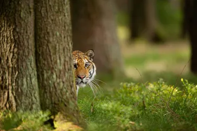 Бенгальский тигр сидит у серой стены · Бесплатные стоковые фото
