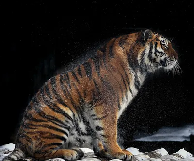 Тигр сидит на камне, эстетично, …» — создано в Шедевруме
