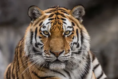 Striped тигр сидит в клетке Стоковое Изображение - изображение  насчитывающей суммированного, головка: 116109949