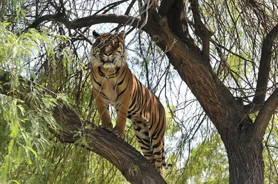Обои Тигр сидит в воде 2560x1600 HD Изображение