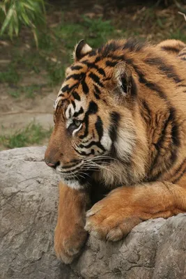 Тигры Стоковые фотографии, картинки, все без лицензионных отчислений -  Envato Elements