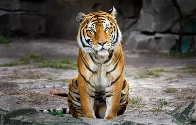 Тигр сидит на коричневых бревнах крупным планом. · Бесплатные стоковые фото