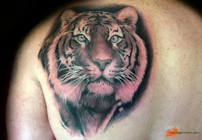 Татуировка мужская реализм на плече молодой тигр - мастер Александр  Pusstattoo 3025 | Art of Pain