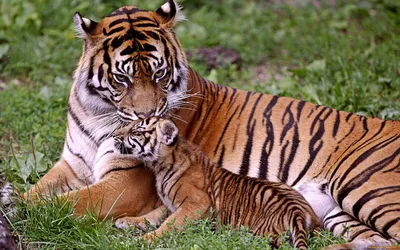 Тигр тигрица и тигренок фото 