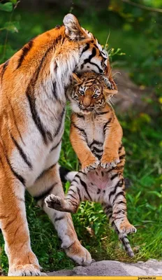 Тигр — Википедия