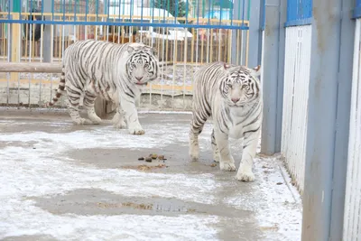 Эксперт рассказал, почему тигры вышли из тайги в Приморье во время ливней -  РИА Новости, 14.08.2023