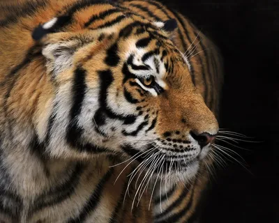 Тигры из Старооскольского зоопарка «рассказали», каким будет 2022 год |  09.01.2022 | Губкин - БезФормата