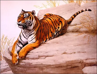 Favorit Картина на холсте|Тигр|Тигрица|Тигренок|Животные|Animals