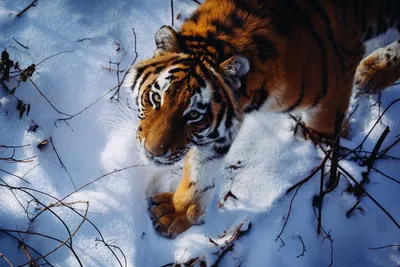 Тигры в неволе: специальное расследование жестокого бизнеса | STENA.ee
