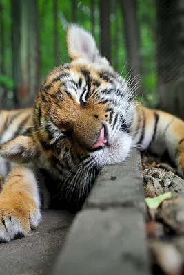 7 книжных тигров к году Тигра - Год Литературы