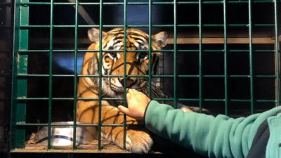 В Приморье в дикую природу выпустили амурского тигра с тремя клыками -  Новости РГО