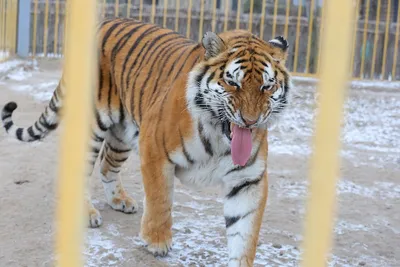 Favorit Картина на холсте|Тигр|Тигрица|Тигренок|Животные|Animals