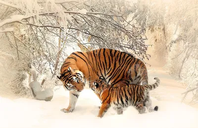 тигрица и ее детеныш в джунглях, молодой суматранский тигренок избалован  своей матерью, Hd фотография фото, кошка фон картинки и Фото для бесплатной  загрузки