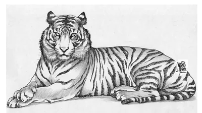 Тигры из Старооскольского зоопарка «рассказали», каким будет 2022 год |  09.01.2022 | Губкин - БезФормата
