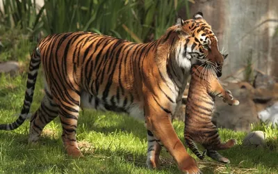 Ручные тигры из храма Тигра в Таиланде