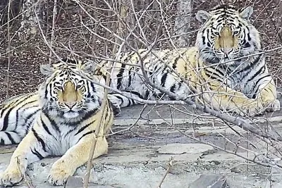 Опасная экзотика: почем в Украине живых тигров продают - Новости на KP.UA