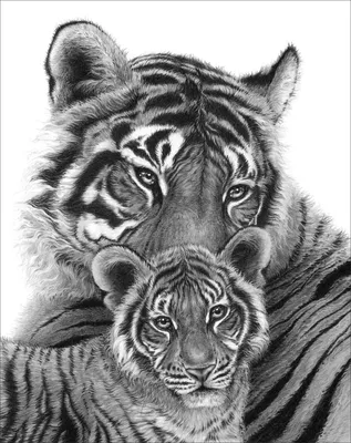 Скачать обои тигр, трава, тигренок, детеныш, большие кошки разрешение  1280x800 #161137